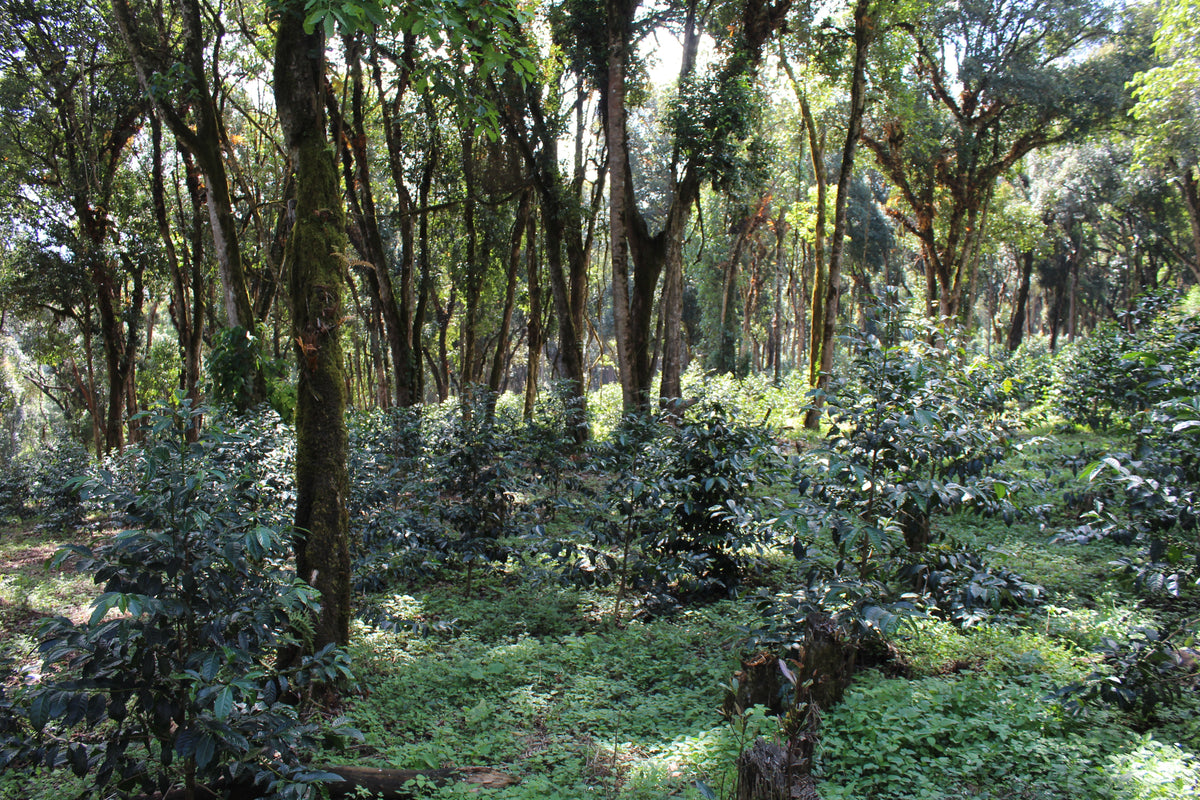 Coffee plants growing beneath tall shade trees among dense green vegetation in Ethiopia.