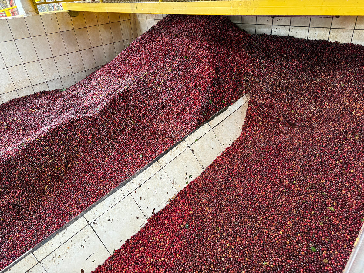 Speciality Coffee Cherries for our freda-coffee.live Filter Coffee