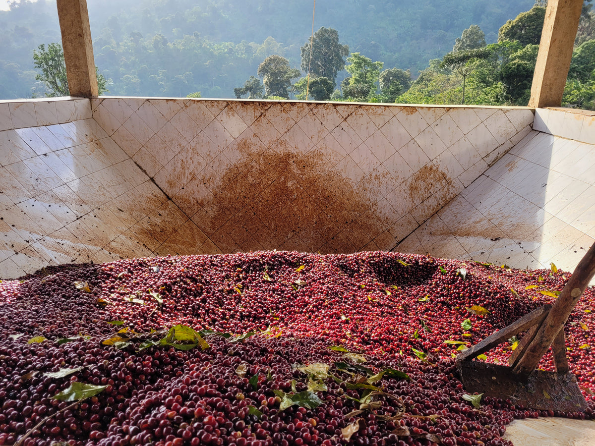 Red coffee cherries collected in a tiled receiving hopper before processing, with wooded hills behind.