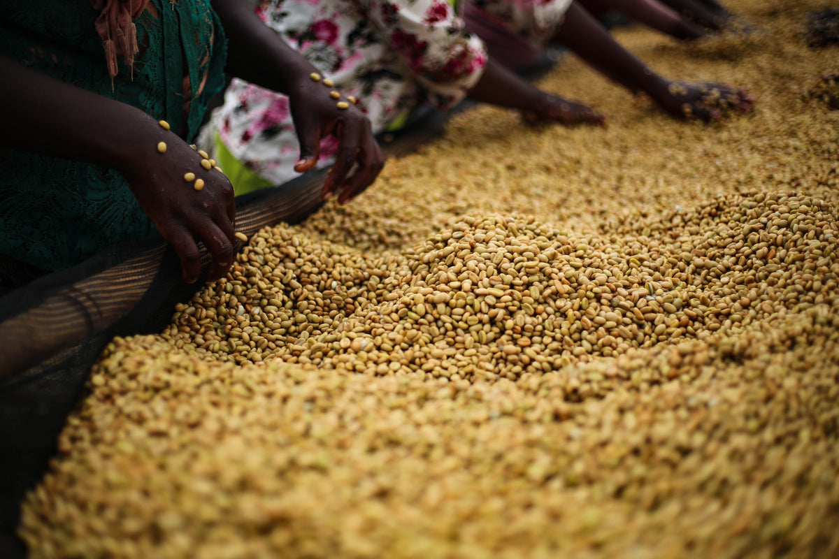 Workers hand sorting Ethiopian parchment coffee on a mesh drying bed.