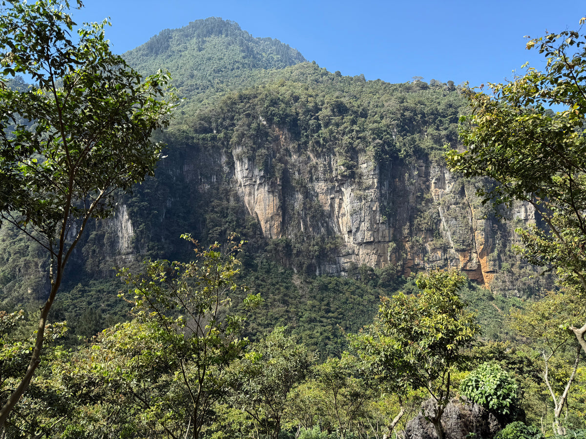 The Hills at Finca La Bolsa, Speciality Coffee grower
