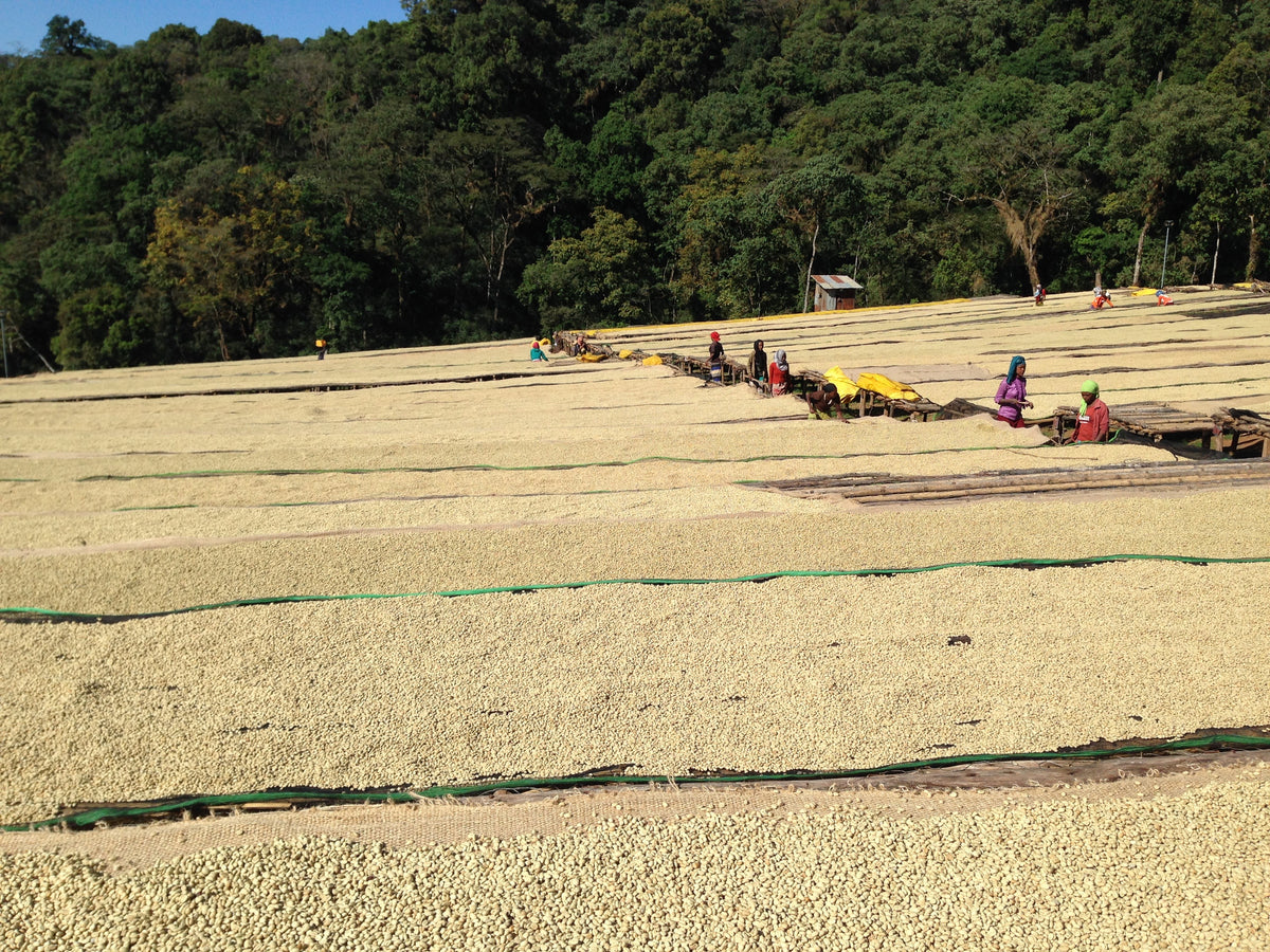 Rows of raised beds covered with parchment coffee, with workers tending the beans beside a wooded hillside in Ethiopia.