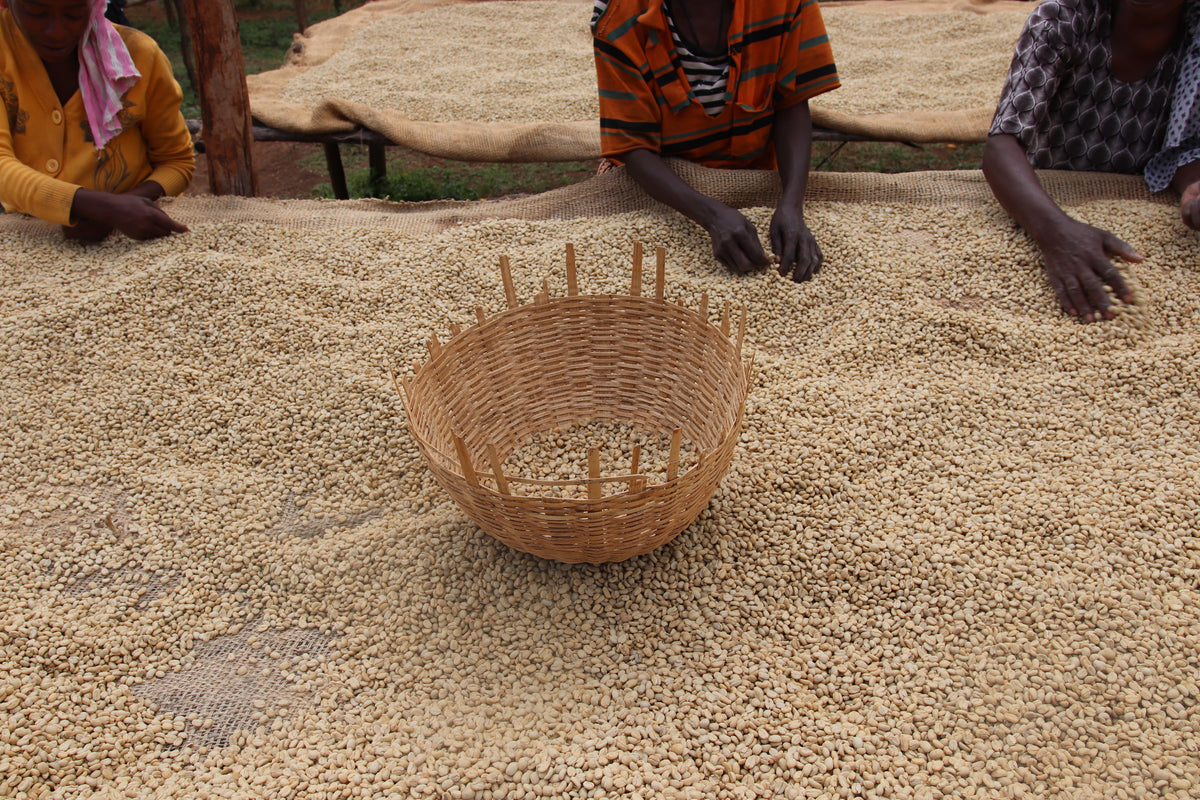 Three workers hand sorting parchment coffee on raised drying beds, with a woven basket in the foreground.