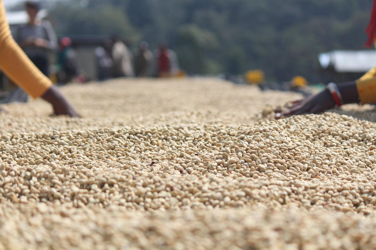 Washed Ethiopian coffee drying in its parchment layer on a raised bed, with workers spreading the beans by hand.