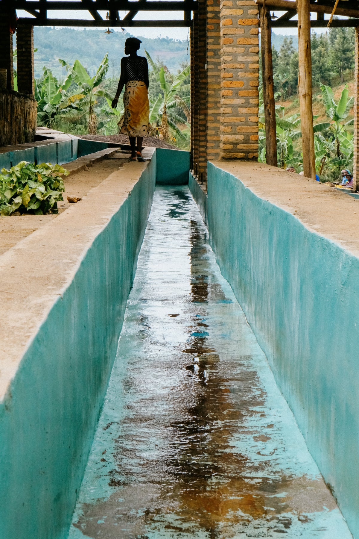 Speciality coffee washing station in Rwanda, For freda-coffee.live and Bond Street Coffee in Brighton 